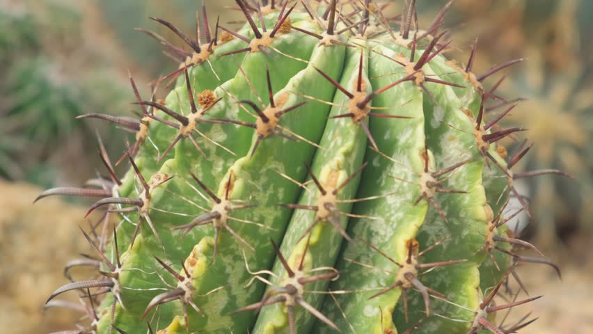 Garden of cacti at the exhibition. Many different cacti in the greenhouse. Exhibition of an exotic collection of cacti