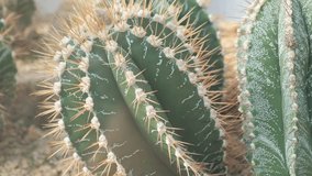 Close-up of a green cactus with large needles in a botanical garden. Plants are common in deserts - Powered by Shutterstock - Get 15% off with code: PIKWIZARD15