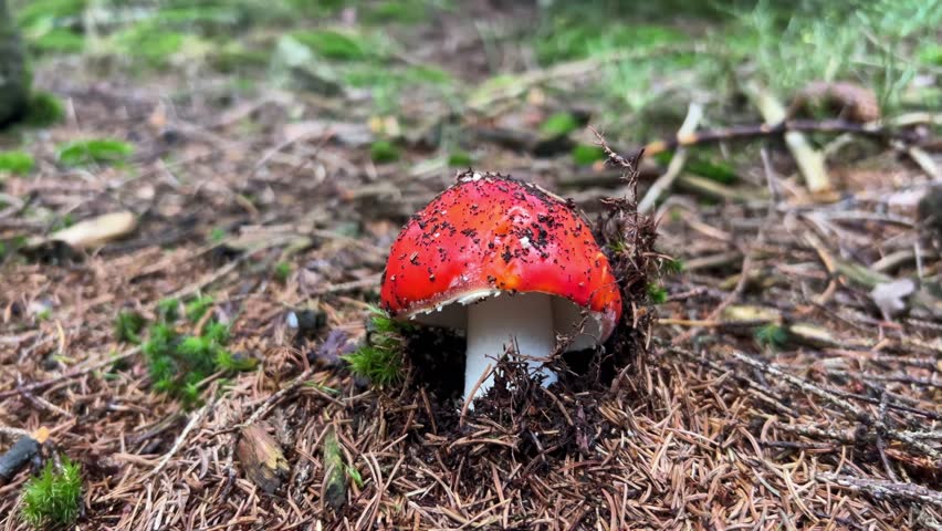 Red toadstool is poisonous. Inedible mushrooms | Shutterstock HD Video #1111800651