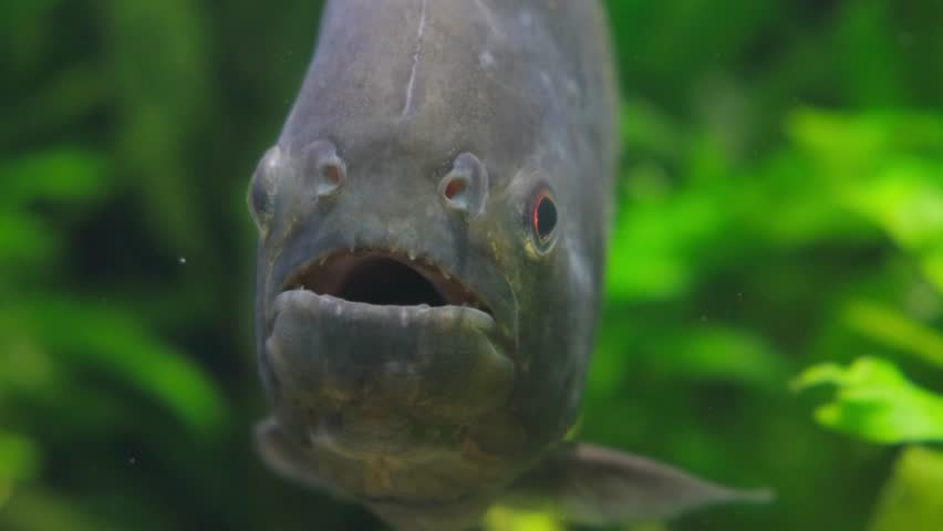 Piranha fish, predatory fish that live in the fresh waters of South America