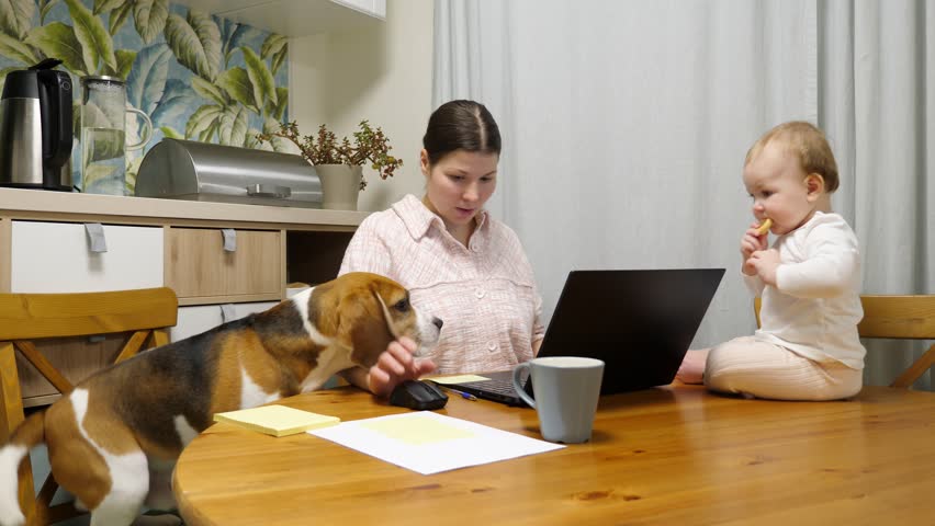Young woman tries to work from home, but her young daughter is tapping and pushing her laptop screen, her dog is sitting next to her and also waiting for attention. Distractions of a young mother Royalty-Free Stock Footage #1111800813