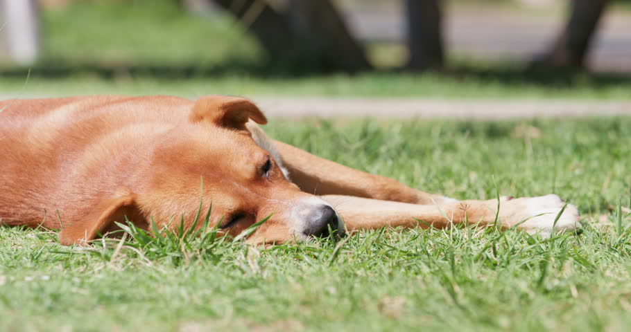 Red, hungry stray dog lies on grass, exhausted, with outstretched paws, basking in the sun on lawn in park Stray weak abandoned pet resting in the sun, survival in nature Protecting animals from ticks | Shutterstock HD Video #1111801021