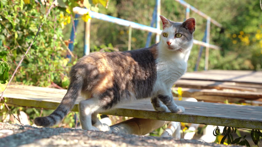 Kitten stands on bridge wooden steps surrounded by park trees under sunshine. Kitty turned thinking carefully and following with bright eyes events | Shutterstock HD Video #1111801025