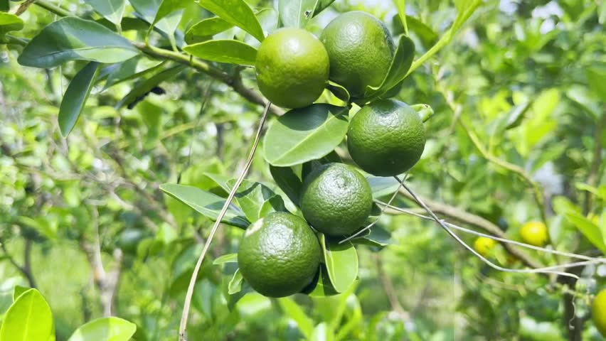 Close-up of small green kumquat fruits on a branch Royalty-Free Stock Footage #1111801097