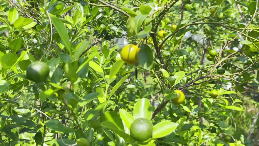 Close-up of small green kumquat fruits on a branch Royalty-Free Stock Footage #1111801099