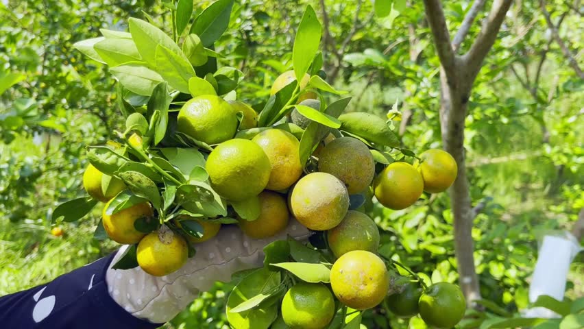 Close-up of small green kumquat fruits on a branch Royalty-Free Stock Footage #1111801101