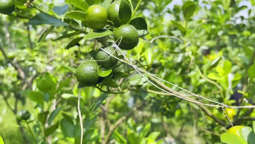 Close-up of small green kumquat fruits on a branch Royalty-Free Stock Footage #1111801103