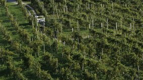 Tractor passes through the vineyard with trailer loaded with freshly harvested white grapes video with copy space