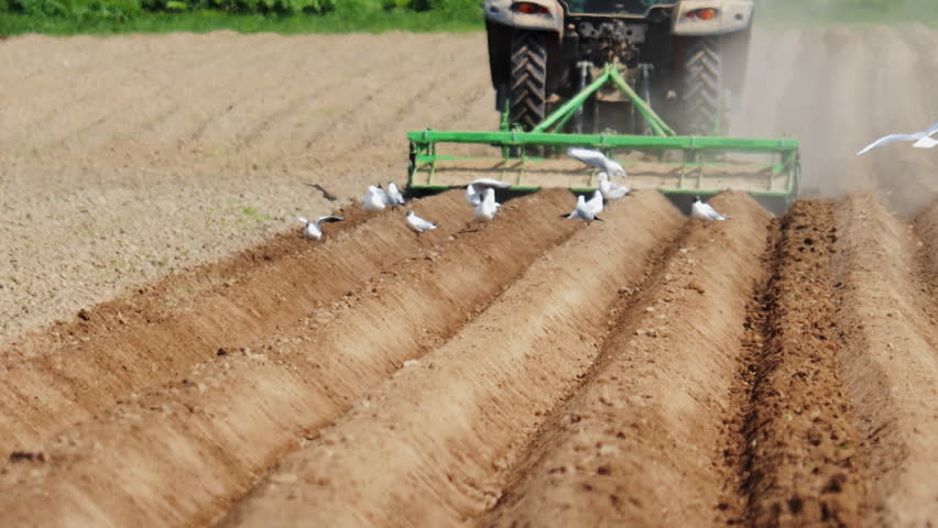 The tractor plows the field birds seagulls come to the beds