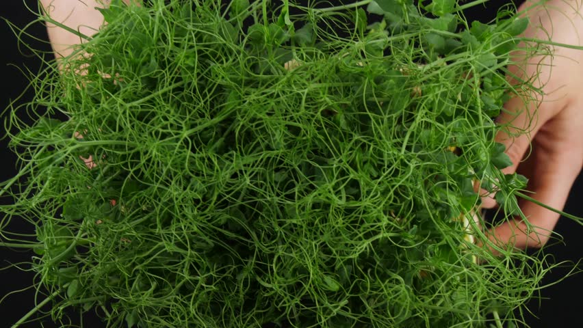 Microgreens pea sprouts. Beautiful juicy micro greens of sprouted pea sprouts in hand. Healthy eating concept. herbs background | Shutterstock HD Video #1111810277