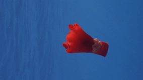 Vertical video, Red Sea Slug swims in blue sea under water surface in sunrays. Spanish Dancer Nudibranch (Hexabranchus sanguineus) floats under surface of water on sunny day, Close up, Slow motion