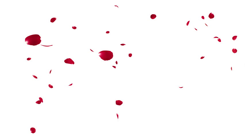 Red Rose Petals Falling on White Background Loop. 3D rendering. Red Rose petal falling on white background in a seamless loop.