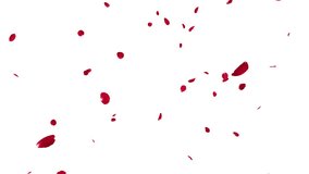 Red Rose Petals Falling on White Background Loop. 3D rendering. Red Rose petal falling on white background in a seamless loop. - Powered by Shutterstock - Get 15% off with code: PIKWIZARD15