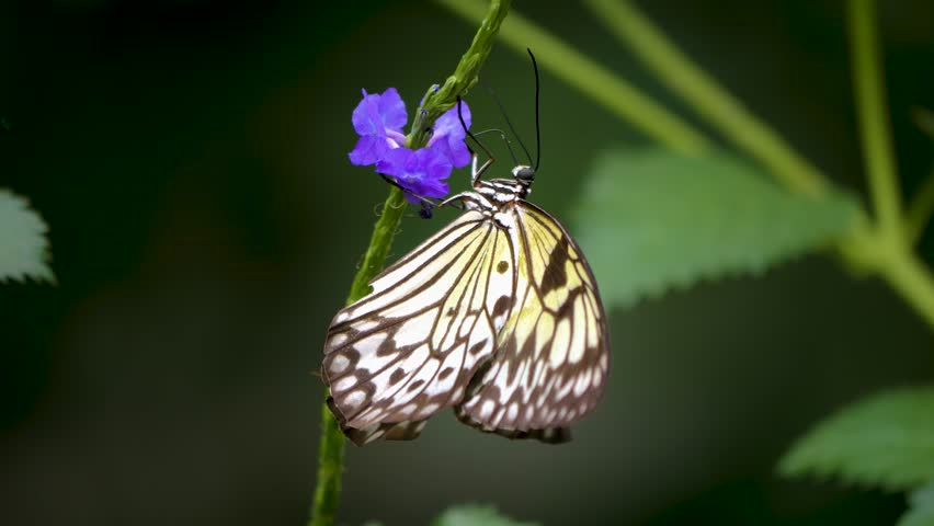 Close up view of a tree nymph butterfly sitting on a purple flower. | Shutterstock HD Video #1111816247