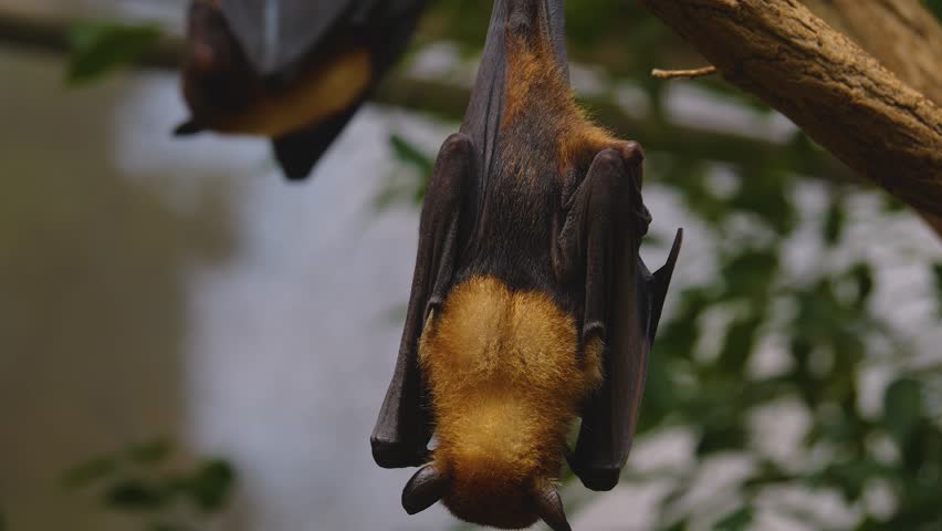 Close view of a fruit bat hanging from a tree and licking it self on a sunny day | Shutterstock HD Video #1111816255