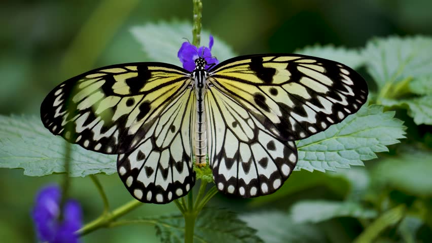 Close up view of a tree nymph butterfly sitting on a purple flower. | Shutterstock HD Video #1111816257