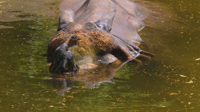 Close up view of a rhino in a lake, blowing bubbles
 | Shutterstock HD Video #1111816273