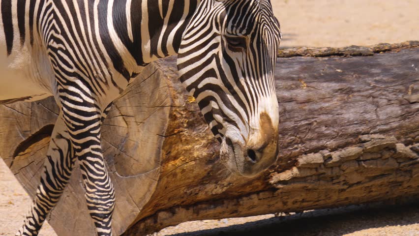 Close up of a Zebra drinking from a pond on a sunny day | Shutterstock HD Video #1111816275