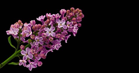 Lilac Blossom With Alpha Matte. Time-Lapse. 4K.