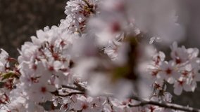 4K video of cherry blossoms in full bloom with panning.
4K 120fps edited to 30fps