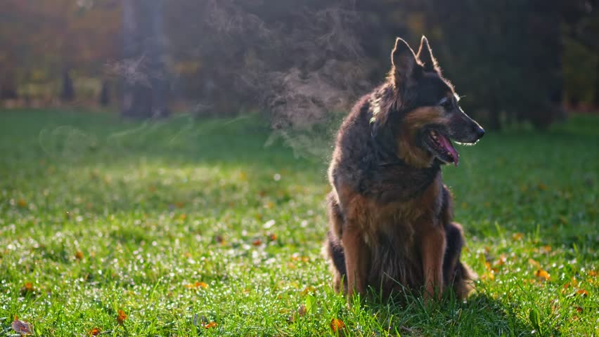 German Shepherd, back light in the morning sun, its breath visible amidst the vibrant fall leaves. | Shutterstock HD Video #1111823393