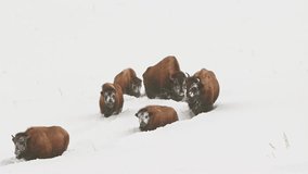 Heard of American bison travelling along an established path in the deep snow - Powered by Shutterstock - Get 15% off with code: PIKWIZARD15