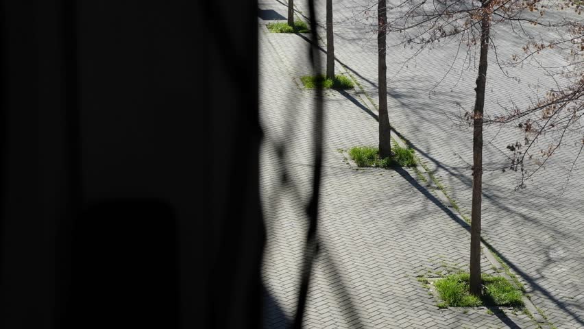 Several trees in a line on the sidewalk