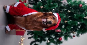 Vertical video Christmas dog golden retriever sits in a Santa Claus costume against the background of a Christmas tree with garland and decorations. Celebrating the New Year with a pet.