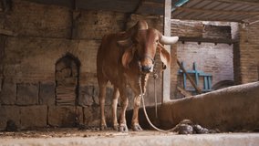 4K video of a young bull tied up inside a barn with a blurred background