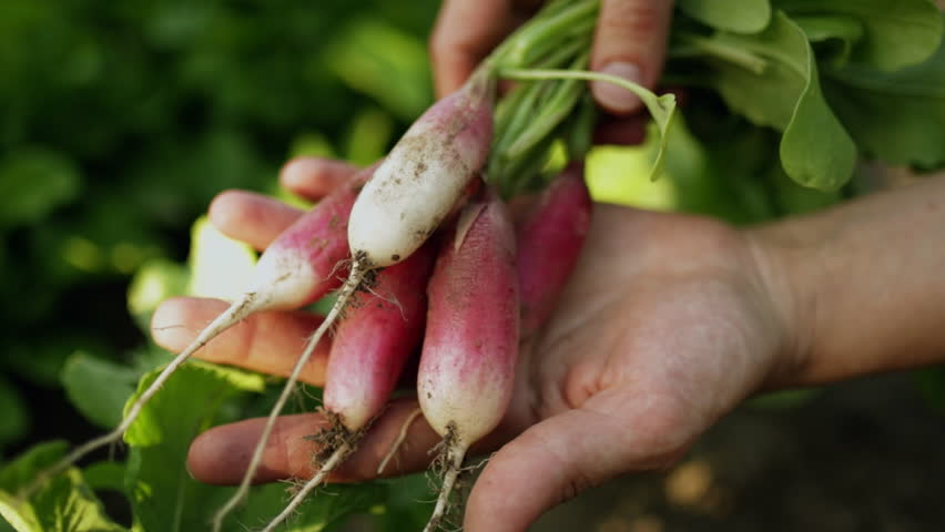 Farmer's hands holding fresh organic red radish crop from farm vegetable garden soil. Harvest and cultivation of root crops. Ecologically clean bio vegetables. | Shutterstock HD Video #1111831655