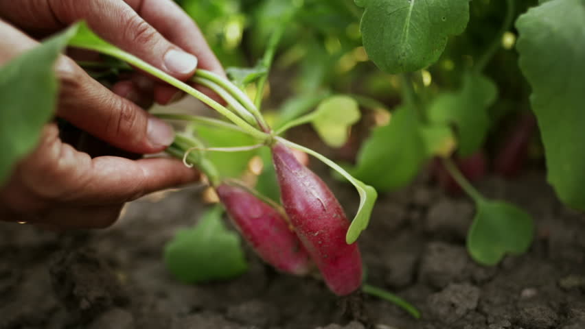 A woman farmer harvests red radishes in the farm garden. Pulls root crops out of the ground. Ecologically clean bio vegetables | Shutterstock HD Video #1111831659
