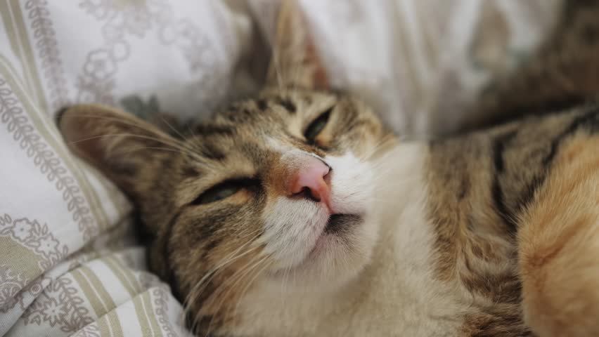 Cat sleeps on a blanket. The little cat sleeps sweet. Domestic cat rest after eating. | Shutterstock HD Video #1111833879