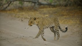 Leopard (Panthera pardus) crossing a road.