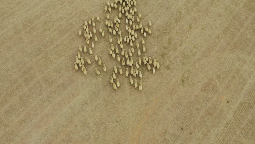 Agriculture, farm and drone of sheep in meadow for grazing, herding and running in environment. Nature, countryside and aerial view of animals, livestock and flock in field for sustainable farming