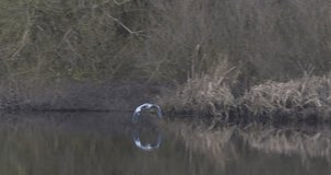 Grey Heron bird flying over river landscape reflections in water slow motion nature