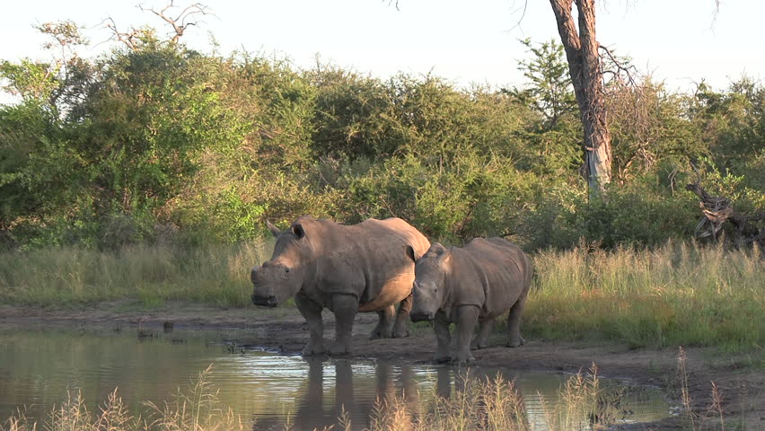 A dehorned female white rhino with her calf drinking at a waterhole in Africa. Royalty-Free Stock Footage #1111848987