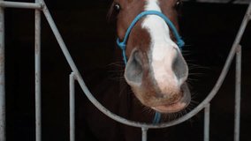 cute video of cute racehorse - cute animal video