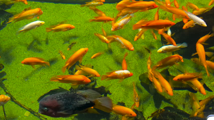 Orange cichlids with catfish swim slowly in the aquarium | Shutterstock HD Video #1111849559