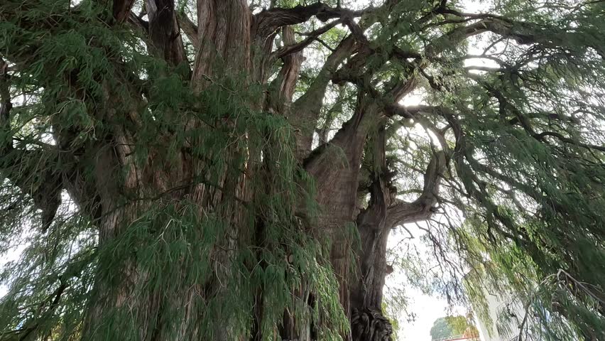 Tule tree, the largest tree in Mexico, Montezuma Cypress, 2000 years old, located in Oaxaca. footage 4k. Royalty-Free Stock Footage #1111850337
