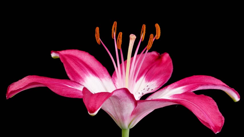 Beautiful time lapse of a pink lily blooming. | Shutterstock HD Video #1111851003