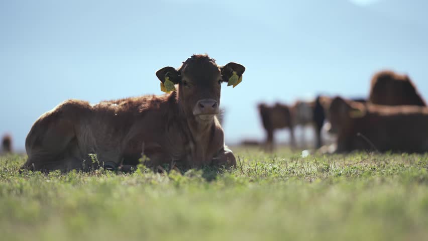 Cattle herd on a pasture at mountain meadow on sunny day, slow motion cinematic shot | Shutterstock HD Video #1111861067