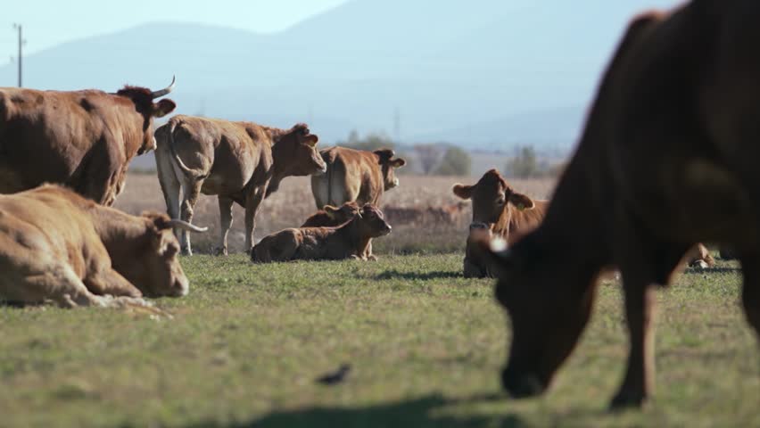 Cattle herd on a pasture at mountain meadow on sunny day, slow motion cinematic shot | Shutterstock HD Video #1111861071
