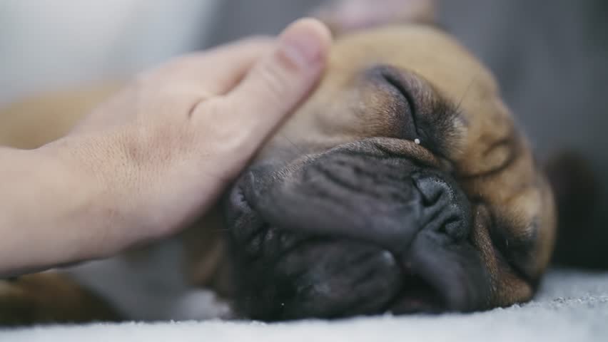 Hand of owner petting a sleepy sick french bulldog dog, slow motion Royalty-Free Stock Footage #1111861185