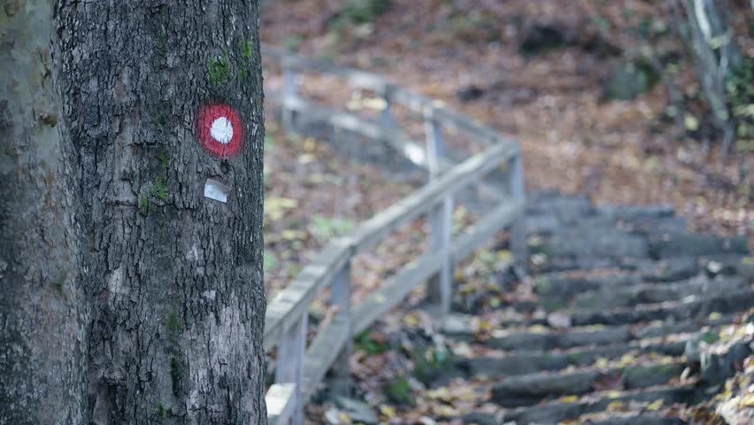 Hike trail in autumn forest with leafs on floor and wooden fence and bridges