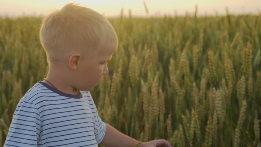 A 5s boy walks through a wheat field during sunset and touches green ears of grass. The concept of healthy baby food from cereals. High quality 4k footage | Shutterstock HD Video #1111866467
