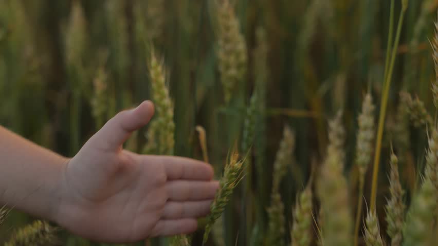 Close-up of a small child's hand touching wheat ears in a field during sunset. The child walks across the field and touches the wheat grass with his hand. The concept of healthy eco-friendly baby food | Shutterstock HD Video #1111866471
