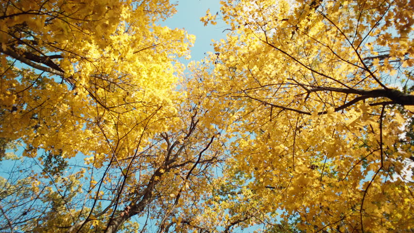 Background video of yellow leaves on trees in a beautiful forest. Autumn is the season of colorful landscape nature. High quality 4k footage