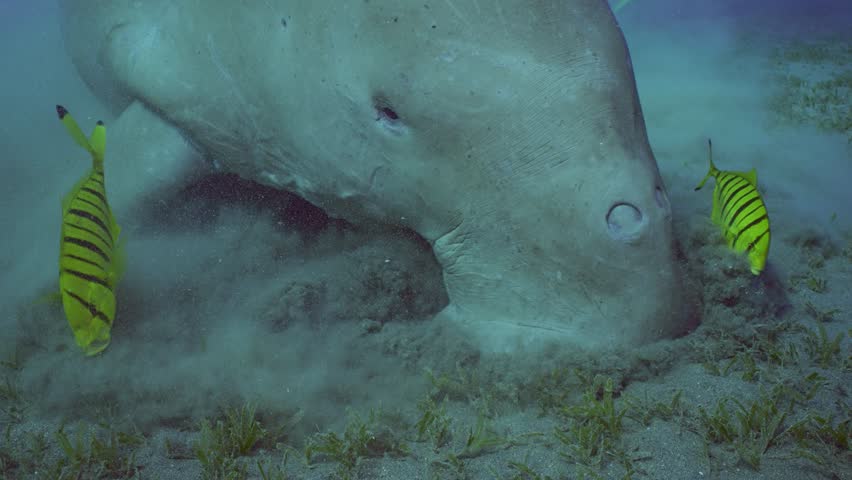 Close-up of head Sea Cow or Dugong (Dugong dugon) eating Smooth ribbon seagrass (Cymodocea rotundata) on seagrass bed raising clouds of silt around, slow motion | Shutterstock HD Video #1111870057
