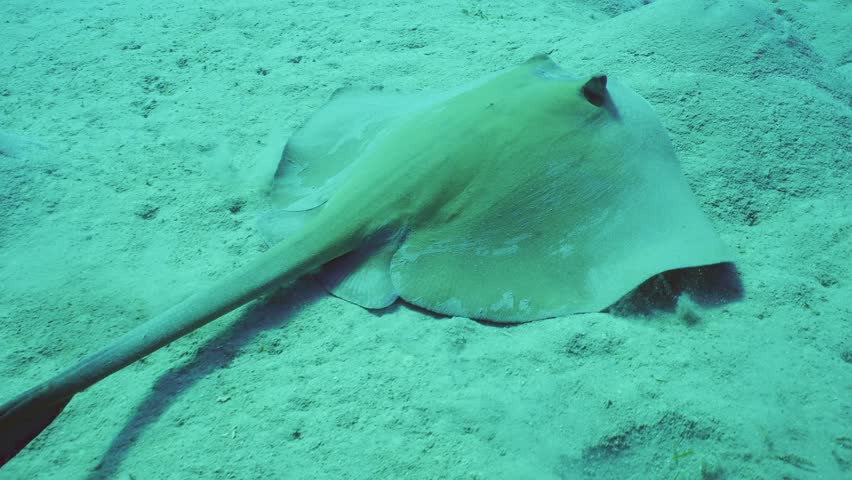 Close up of Сowtail Weralli stingray (Pastinachus sephen) swimming over sandy bottom on deep, Slow motion, Back view | Shutterstock HD Video #1111870059