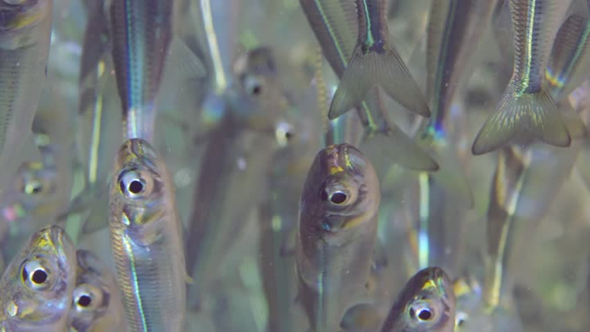 Extreme close-up a continuous stream group of young Silverside fish swimming underwater in bright sun rays on sunny day, Slow motion | Shutterstock HD Video #1111870063
